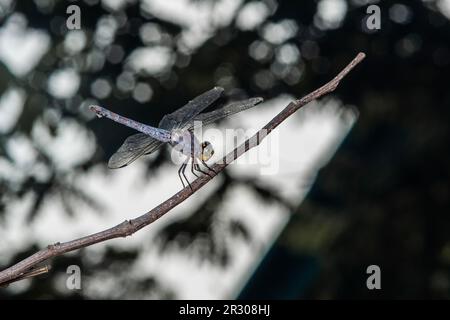 Primo piano di Dragonfly arroccato su un ramo di albero, legno secco e sfondo naturale, fuoco selettivo, macro di insetti, insetti colorati in Thailandia. Foto Stock