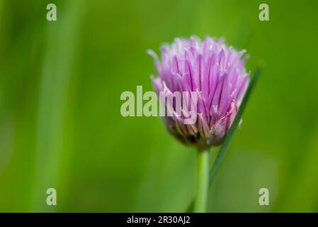 primo piano su fiore rosa di erba cipollina blomming su sfondo verde sfocato in giardino Foto Stock