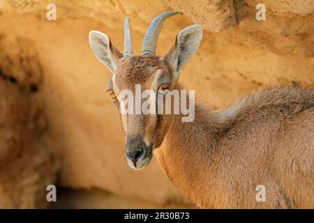 Ritratto di stambecco nubiano femmina (Capra nubiana), Penisola arabica Foto Stock