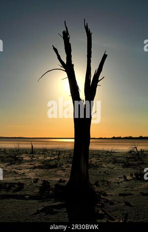 Albero morto sul lago Ninan Salt Lake, Victoria Plains, Australia Occidentale Foto Stock