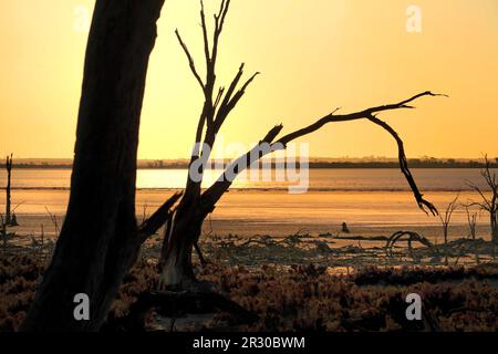 Albero morto sul lago Ninan Salt Lake, Victoria Plains, Australia Occidentale Foto Stock