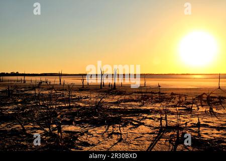 Albero morto sul lago Ninan Salt Lake, Victoria Plains, Australia Occidentale Foto Stock
