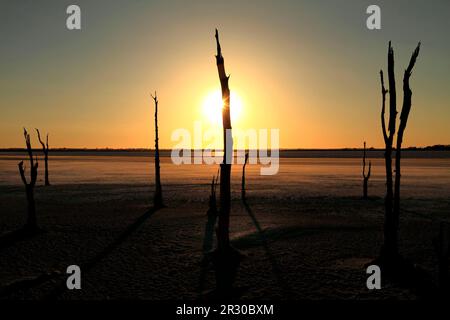 Albero morto sul lago Ninan Salt Lake, Victoria Plains, Australia Occidentale Foto Stock