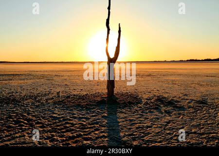 Albero morto sul lago Ninan Salt Lake, Victoria Plains, Australia Occidentale Foto Stock