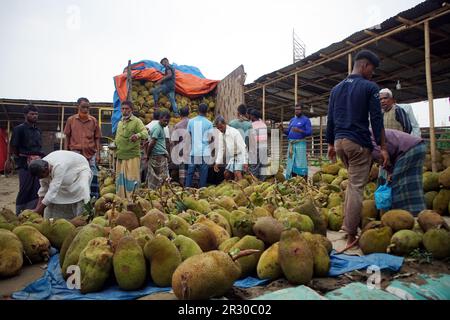 Sylhet, Sylhet, Bangladesh. 22nd maggio, 2023. I lavoratori scaricano i frutti di montone, i frutti nazionali del Bangladesh, da un camion. I Jackfruits sono portati al mercato all'ingrosso della frutta di Sylhet dai camion dalle parti differenti del paese. Il commercio al dettaglio e all'ingrosso sono venduti da qui. Kadmatali, Sylhet. (Credit Image: © MD Akbar Ali/ZUMA Press Wire) SOLO PER USO EDITORIALE! Non per USO commerciale! Foto Stock