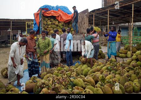 Sylhet, Sylhet, Bangladesh. 22nd maggio, 2023. I lavoratori scaricano i frutti di montone, i frutti nazionali del Bangladesh, da un camion. I Jackfruits sono portati al mercato all'ingrosso della frutta di Sylhet dai camion dalle parti differenti del paese. Il commercio al dettaglio e all'ingrosso sono venduti da qui. Kadmatali, Sylhet. (Credit Image: © MD Akbar Ali/ZUMA Press Wire) SOLO PER USO EDITORIALE! Non per USO commerciale! Foto Stock