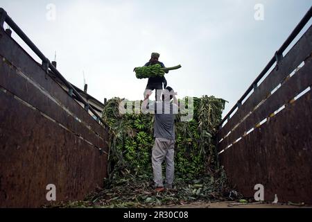 Sylhet, Sylhet, Bangladesh. 22nd maggio, 2023. Un lavoratore scarica le banane da un camion. Le banane vengono portate al mercato della frutta all'ingrosso di Sylhet da camion provenienti da diverse parti del paese. Il commercio al dettaglio e all'ingrosso sono venduti da qui. Kadmatali, Sylhet. (Credit Image: © MD Akbar Ali/ZUMA Press Wire) SOLO PER USO EDITORIALE! Non per USO commerciale! Foto Stock