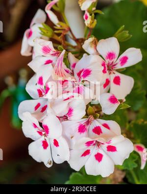 Geranio fiori, bianco con macchie rosa caldo Foto Stock