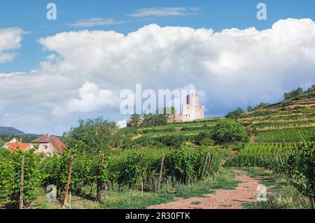 Castello sullo sfondo di vigneti nella città di Kaysersberg Francia Foto Stock