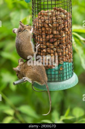 Topo di campo (Apodemus sylvaticus) su un alimentatore di arachidi di uccelli Foto Stock