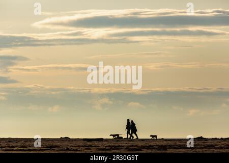 Una copula in silhouette camminare i loro cani su una spiaggia a North Berwick Foto Stock
