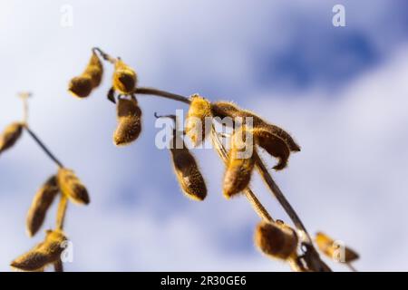 baccelli di soia maturi sul campo agricolo pronti per la raccolta e cielo come sfondo. Foto con messa a fuoco selettiva e spazio di copia. Foto Stock