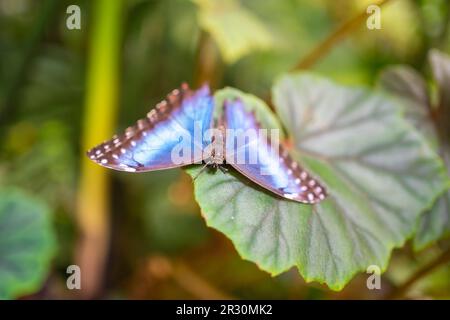 Primo piano di una bella farfalla tropicale marrone e blu nel Giardino Botanico di Praga, in Europa Foto Stock