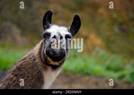Verticale Ritratto di un lama (lama glama) che mostra i suoi denti Foto Stock