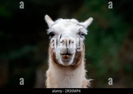Ritratto di un lama (lama glama) con occhi bicolore Foto Stock