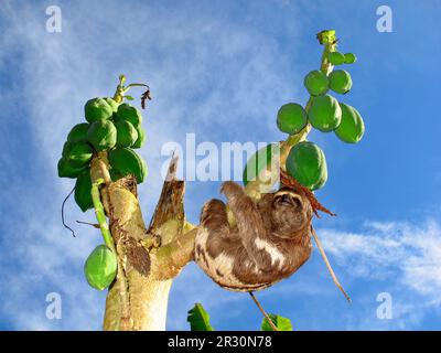 Sloth sul fiume Amazzonia, Perù in Sud America Foto Stock