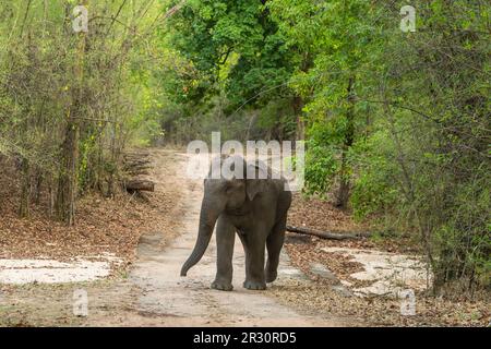 Selvaggio aggressivo elefante asiatico Elephas maximus indicus blocco stradale testa a piedi nella stagione estiva e verde naturale sfondo panoramico safari bandhavgarh Foto Stock