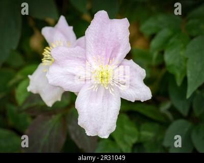 Un paio di fiori pallidi del principe Clematis, fotografati su uno sfondo verde scuro del fogliame Foto Stock