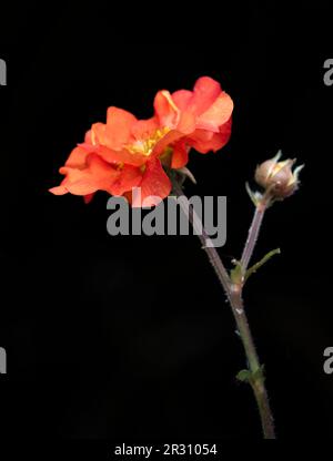 Uno spettacolare rosso brillante Geum fiori (Rosaceae specie) Foto Stock