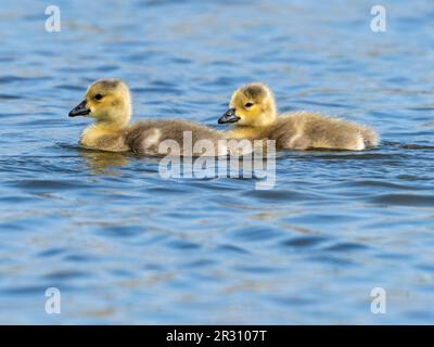 Un paio di canaline d'oca canadesi (Branta canadensis), su un lago di Fleetwood, Lancashire, Regno Unito Foto Stock