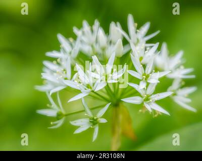 Primo piano del fiore di una pianta di aglio selvatico, (Allium ursinum) che cresce in un bosco nel Lancashire, Regno Unito Foto Stock