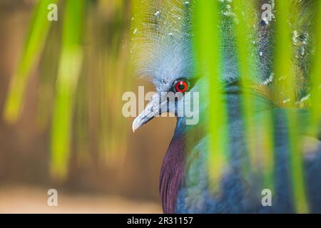 Victoria coronato-piccione che si nasconde dietro il fogliame (Goura victoria), bellissimo piccione coronato da Papua Nuova Guinea foreste e boschi. Foto reale Foto Stock