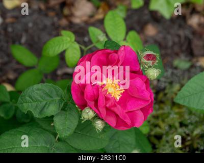 Rosa francese, Rosa gallica, primo piano di fiori in giardino, Paesi Bassi Foto Stock