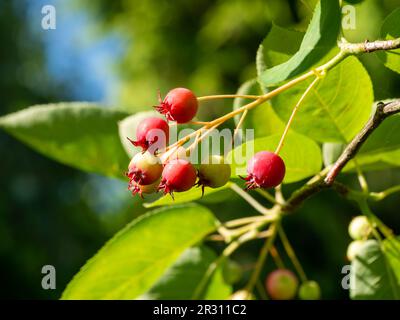 Bacche rosse che maturano su bacche di giunchio, Amelanchier lamarckii, albero in giardino, Paesi Bassi Foto Stock