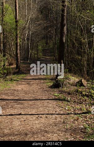 foto strada forestale senza asfalto per passeggiate nel bosco Foto Stock