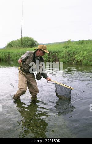 Un pescatore di mosca atterra una trota selvaggia su un piccolo ruscello nelle Montagne Rocciose. Foto Stock