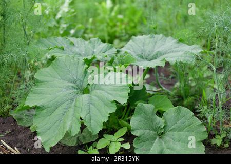 Giovane zucca germoglio che cresce nel giardino all'aperto Foto Stock