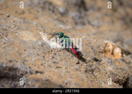 Una vespa dalla coda rubina incredibilmente colorata (Chrysis sp) che poggia su una scogliera calcarea. Tunstall Hills, Sunderland, Regno Unito Foto Stock
