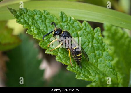 Una vespa maschila (Ancistrocerus sp), catturata nella riserva naturale di Tunstall Hills, Sunderland, Regno Unito. Foto Stock