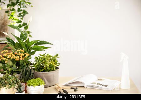 Scena con piante verdi domestiche, attrezzi di giardinaggio, libro sul tavolo in camera, spazio della copia Foto Stock