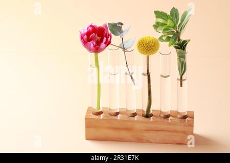 Provette con diverse piante in legno su fondo beige. Spazio per il testo Foto Stock