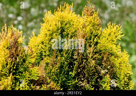 Oriental Arborvitae, Thuja Orientalis 'Westmont' Foto Stock