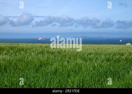 Coltivazioni che crescono nei campi che guardano al mare con navi verso St Davids paesaggio costiero gallese vicino a Marloes Pembrokeshire West Wales UK KATHY DEWITT Foto Stock