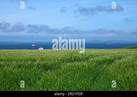 Coltivazioni che crescono nei campi che guardano al mare con navi verso St Davids paesaggio costiero gallese vicino a Marloes Pembrokeshire West Wales UK KATHY DEWITT Foto Stock