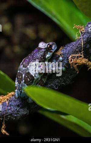 Liberec, Repubblica Ceca. 22nd maggio, 2023. Una nuova mostra nel padiglione ZooExpo con rane tropicali è stata allestita nello Zoo di Liberec, a Liberec, Repubblica Ceca, il 22 maggio 2023. Ci sono 14 specie di rane, in molti casi sono molto rare e alcune non sono tenute da nessun altro zoo ceco. Rana da latte di Amazzonia (Trachycephalus resinifictrix). Credit: Radek Petrasek/CTK Photo/Alamy Live News Foto Stock