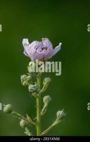 Fiori rosa e bianchi del mora comune Bramble (Rubus frutticosus) isolato su uno sfondo verde naturale Foto Stock