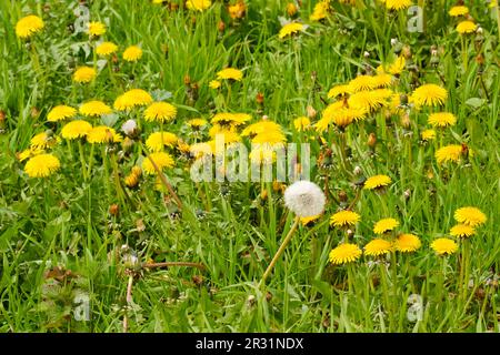 Prato con dente di leone fiorito e Uno sbiadito, Nord Reno-Westfalia, Germania, Europa Foto Stock