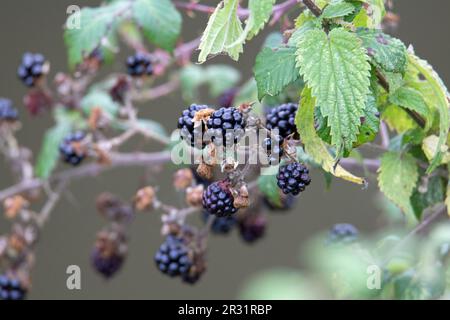 Frutta matura su mora comune (Rubus frutticosus) isolato su fondo verde naturale Foto Stock