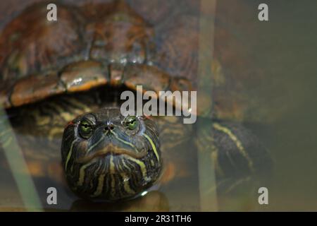 Tartaruga a corsoio rossa (Trachemys scripta elegans) Foto Stock