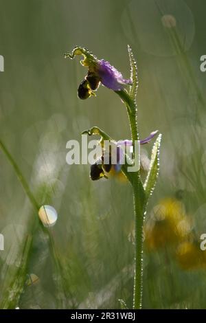 Bumblebee Ragwort Foto Stock