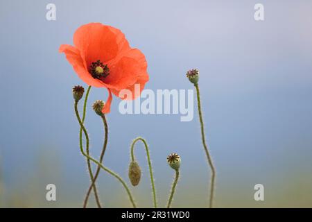 Papavero fiorisce contro il cielo blu Foto Stock