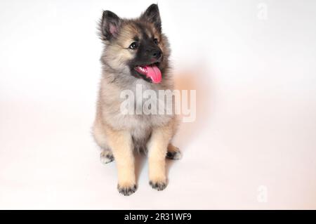 Wolf spitz cucciolo Foto Stock