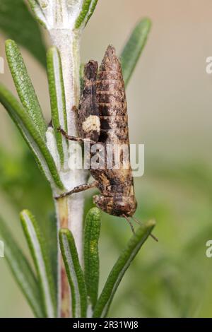 Pezotettix giornae, grasshopper a corna corta che riposa una pianta. Foto Stock