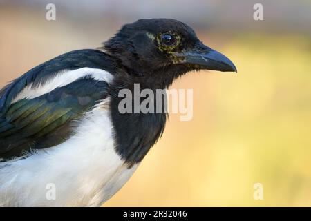 Magpie eurasiatica (pica pica) ritratto autunnale molto ravvicinato con becco e occhi dettagliati Foto Stock