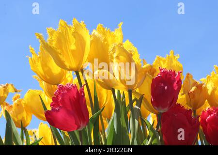 Primo piano di tulipani Fabio gialli e rossi frangiati contro il cielo blu chiaro Foto Stock