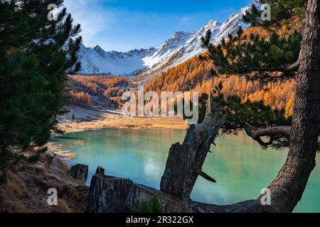 Lago Orceyrette in autunno con larici dorati e cime innevate. Regione di Briancon nelle Alte Alpi (Alpi francesi). Francia Foto Stock